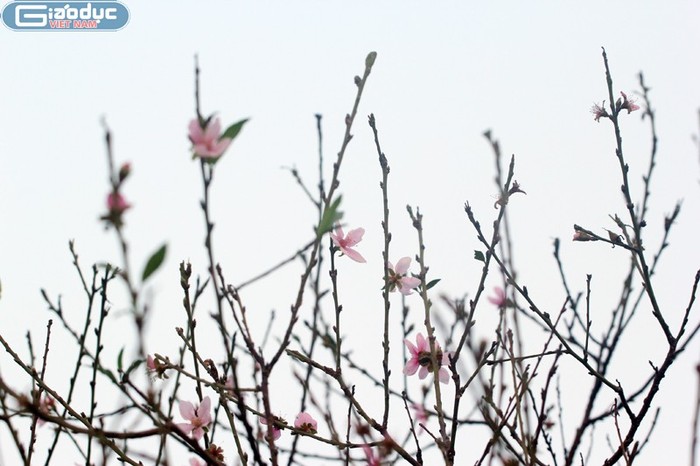 Nhiều cây đào ở vườn đào Nhật Tân đã bắt đầu nở rộ vì thời tiết thất thường thời gian gần đây mang hương Tết sớm về Thủ đô.
